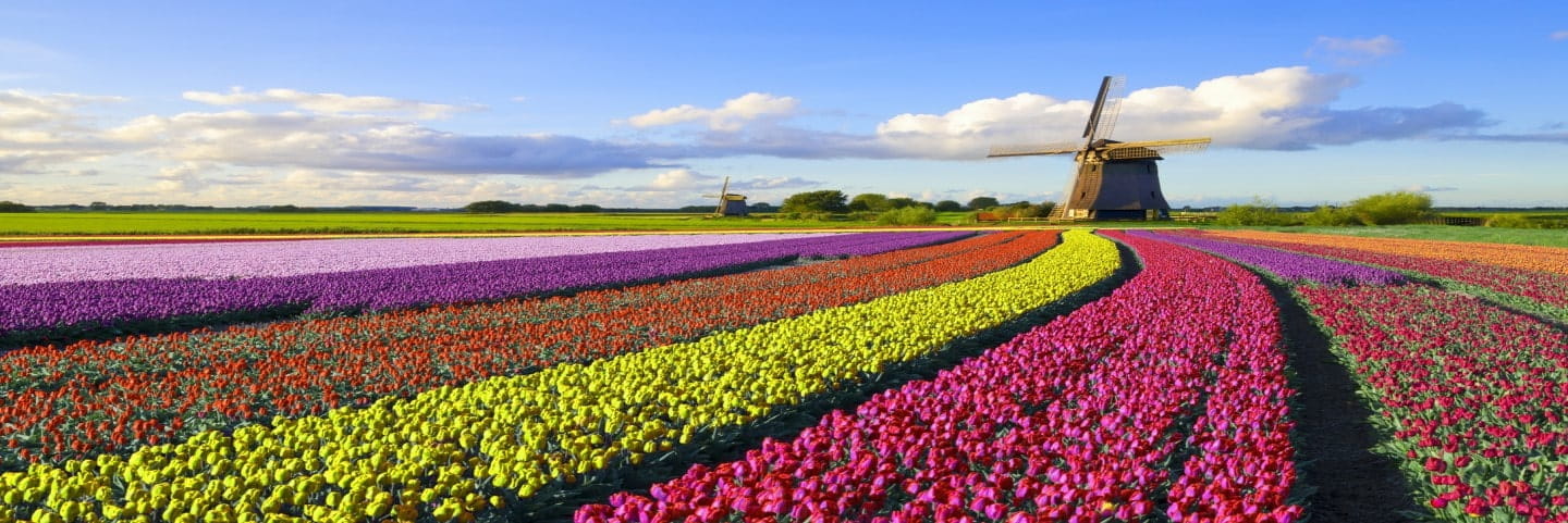 netherlands country page- colorful fields and mill 